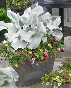 several potted plants with white and pink flowers in them on the ground next to each other