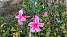 How to Plant, Grow and Care For Desert Rose Plants