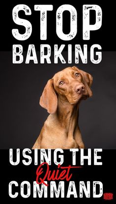 a brown dog sitting in front of a black background with the words stop barking using the quiet command