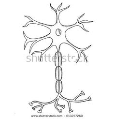 a diagram of the nervous system, vintage line drawing or engraving