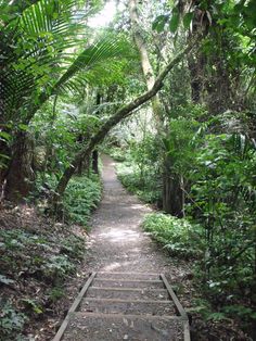 a path in the jungle with trees and plants