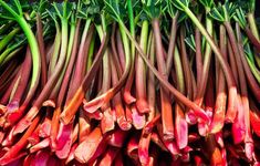 several stalks of rhubarb ready to be sold at the market for sale