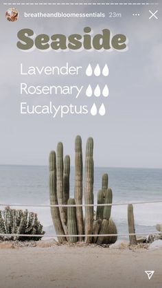 Summer Essential Oils, Doterra Diffuser Blends, Ocean Room, Essential Oils 101, Essential Oils Herbs