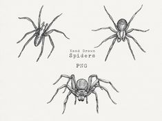 three spideres are shown in black and white, with the words hand drawn on them