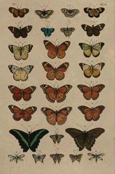 a group of butterflies with different colors and sizes