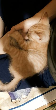 an orange cat sitting on someone's lap with its paw in the other hand