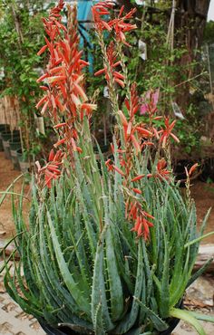 a potted plant with red flowers and green leaves in the middle of a garden