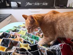 an orange cat standing on top of a bed next to a pile of cloths