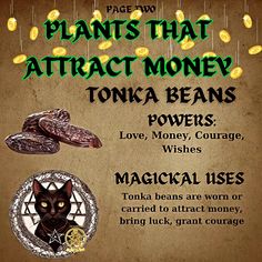 Here are some basic powerful plants every witch needs and how to use them! Hope you love our tips! #witchmemes #witchcraft #witchlife #witchtips #wordsofwisdom #themagickcabinet #witchwords #witchmemes Witchcraft Plants, Plants For Witchcraft, Herbs For Money Witchcraft, Plants Used In Witchcraft, Difference Between Witchcraft Wicca And Pagan, Wiccan Quotes, Paganism Spells, Sweet Magic