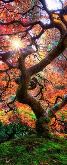 an image of a tree with the sun shining through it