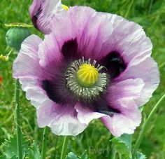 two purple flowers are in the grass