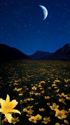 a field full of yellow flowers with the moon in the sky