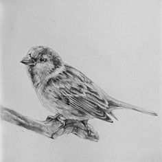 a pencil drawing of a bird sitting on a branch