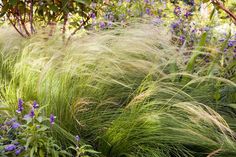 some very pretty flowers and plants in the grass with purple flowers on it's side