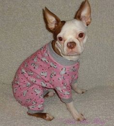 a small dog wearing pajamas sitting on the floor