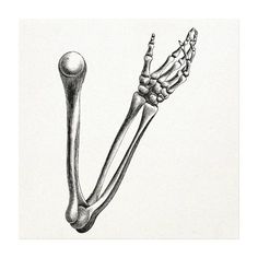 a drawing of a long bone with the lower limbs facing up and an upper limb in the foreground