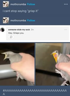 two pictures of birds sitting on someone's hand, one is feeding the other