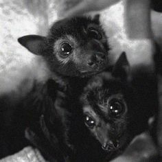 black and white photograph of two small animals