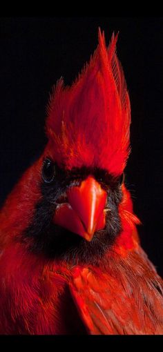 a close up of a red bird on a black background