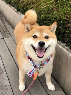 a brown and white dog standing on top of a wooden walkway