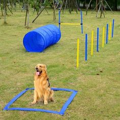 a golden retriever sitting in the middle of an obstacle course