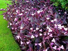 purple flowers are growing on the side of a green lawn with text about how to grow them