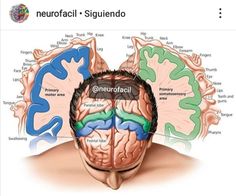 an image of the inside of a human's head and its parts labeled in different colors