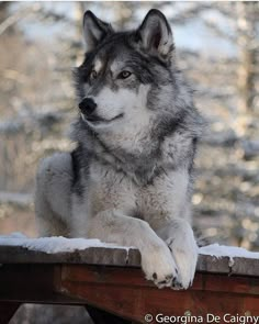 a wolf sitting on top of a wooden bench in the snow