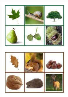 an image of different types of plants and animals in the picture with words describing them