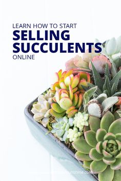 an arrangement of succulents with the title learn how to start selling succulents online