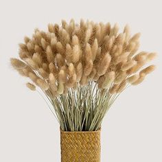 some brown grass in a vase on a white background