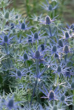 some very pretty blue flowers in the grass