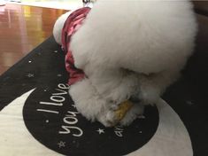 a small white dog eating something on top of a table