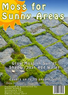 "Sidewalk" Moss is now available for any sunny or shady location. Moss On Rocks, Lasagna Gardening, Front Yards, Moss Terrarium, Pergola Patio