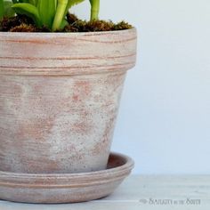 a potted plant sitting on top of a table