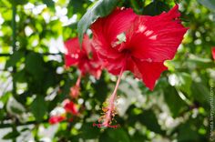 a red flower with green leaves in the background