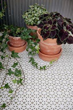 three potted plants sitting on top of a white table