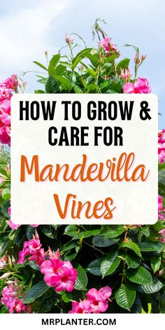 pink flowers with the words how to grow and care for mandevilla vines on it