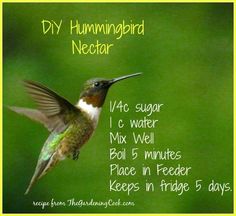 a hummingbird flying in the air next to a green background with words describing it