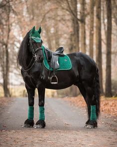 a black horse standing on the side of a road in front of trees with leaves