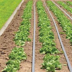 several rows of lettuce growing in an open field