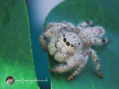 a spider sitting on top of a green leaf