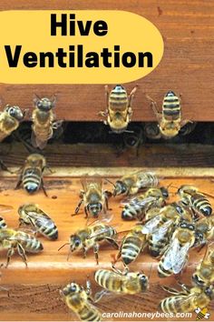 many bees are gathered together in a beehive with the words hive ventilation above them