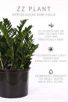 a potted plant is shown with information about it