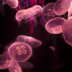 many jellyfish are floating in the water