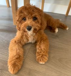 a small brown dog laying on top of a wooden floor next to a dining room table