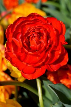 a red and yellow flower is in the middle of some other colorful flowers with green leaves