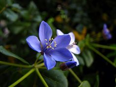 a blue flower with yellow stamens and green leaves in the foreground, on a dark background