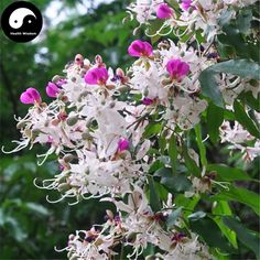 white and purple flowers are blooming on the tree in front of some green leaves