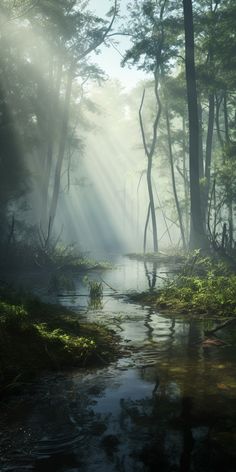 the sun shines through the trees into a stream